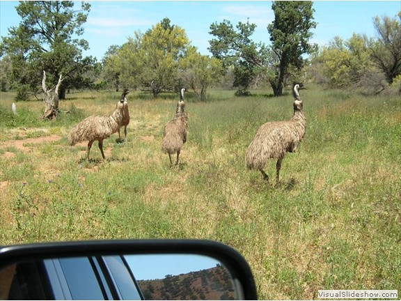 Emus encounter