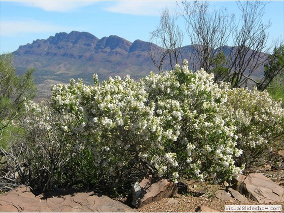 Spring in the Flinders Ranges 2010