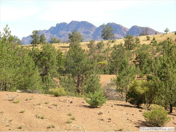 Typical Flinders Ranges