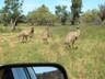 Emus encounter