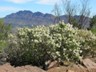 Spring in the Flinders Ranges 2010
