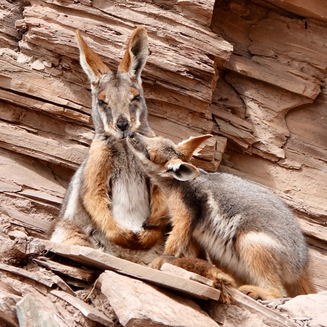 Flinders Ranges tours yellow footed rock wallaby