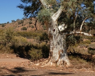 Flinders Ranges 4wd Tours