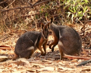 Flinders Ranges Day Tours