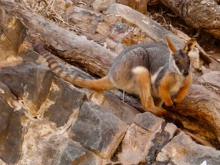 Flinders Ranges Day Tours