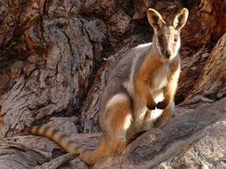 A rock wallaby sitting on a rocky surface with a textured background.
