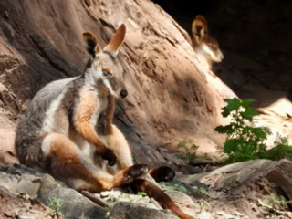 Flinders Ranges Day Tours