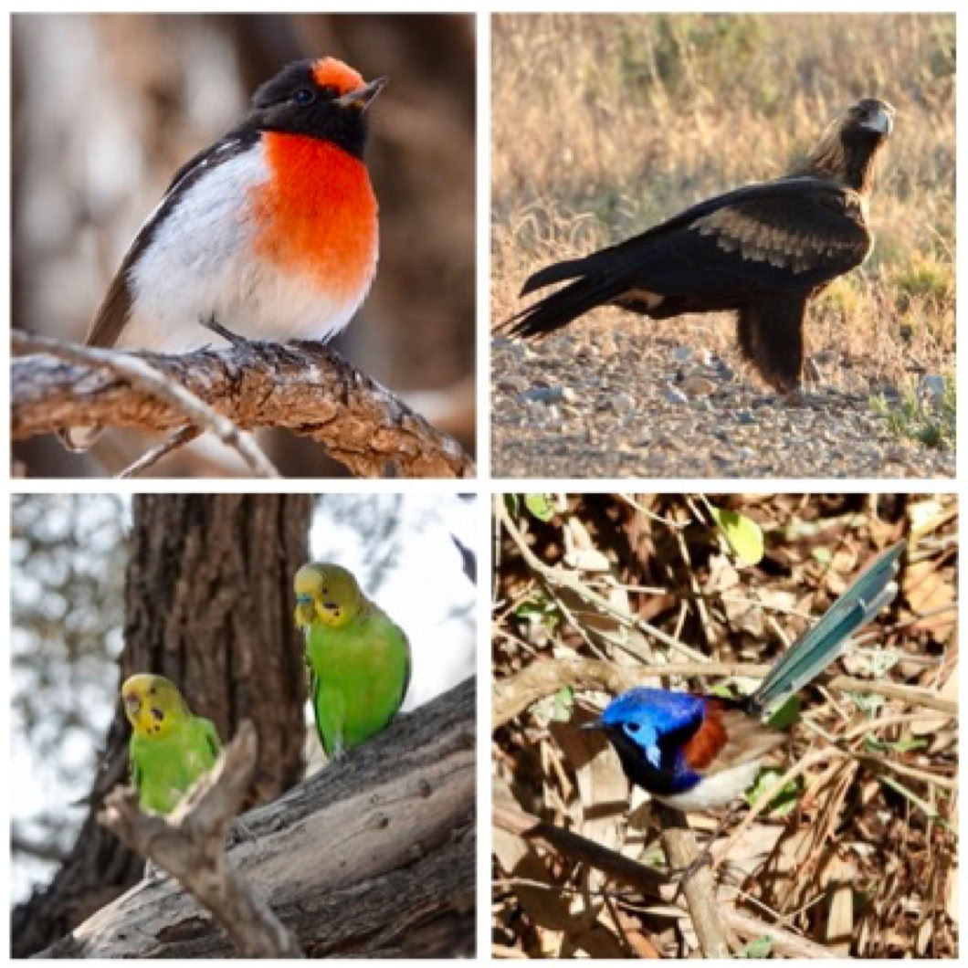 Flinders Ranges Tours, Birdwatching tour