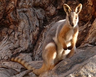 Flinders Ranges 4wd Tours