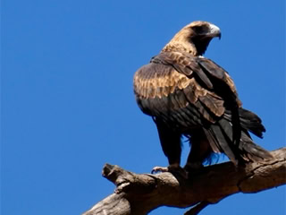 A large bird of prey perched on a tree branch against a clear blue sky.