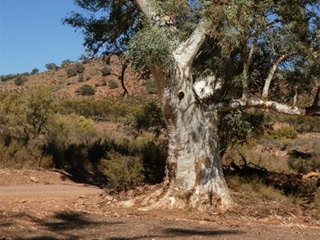 A large tree with a textured trunk stands in a dry, bushy landscape with hills in the background under a clear blue sky.